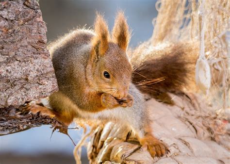 Curde of the Squirrel: Debunking Common Misconceptions